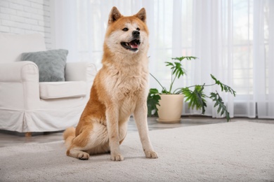 Cute Akita Inu dog on floor in living room