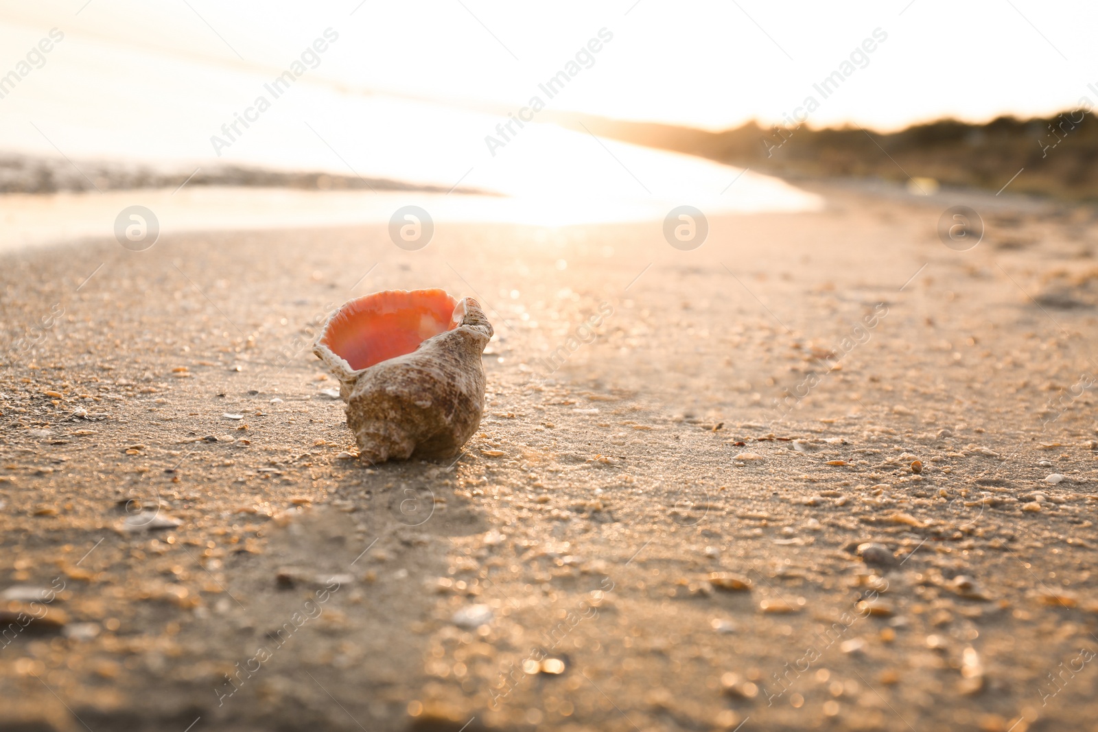 Photo of Sunlit sandy beach with beautiful seashell on summer day. Space for text