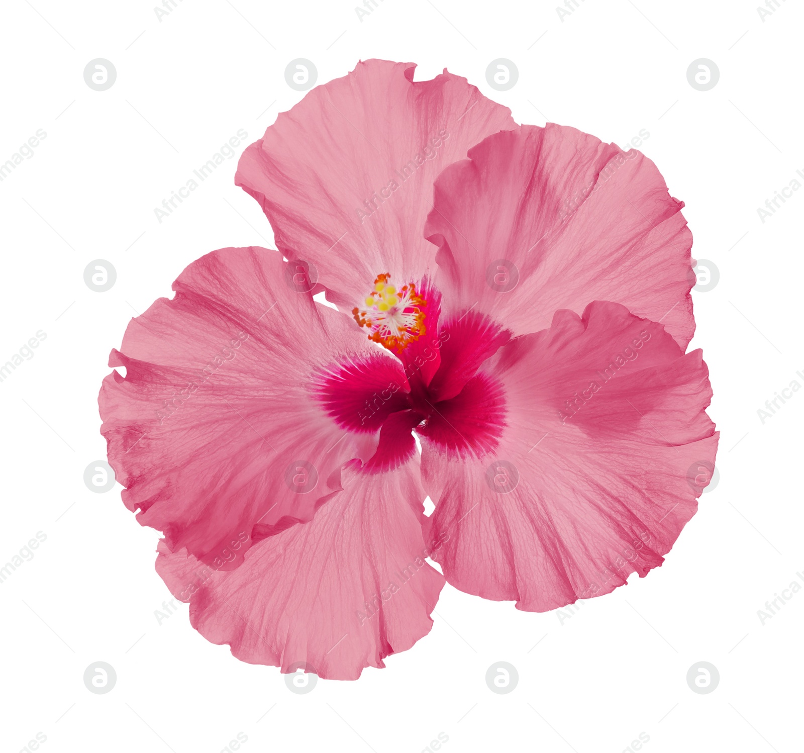 Image of Beautiful tropical hibiscus flower isolated on white