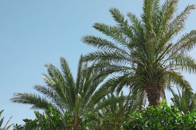 Photo of Beautiful palms with green leaves on sunny day