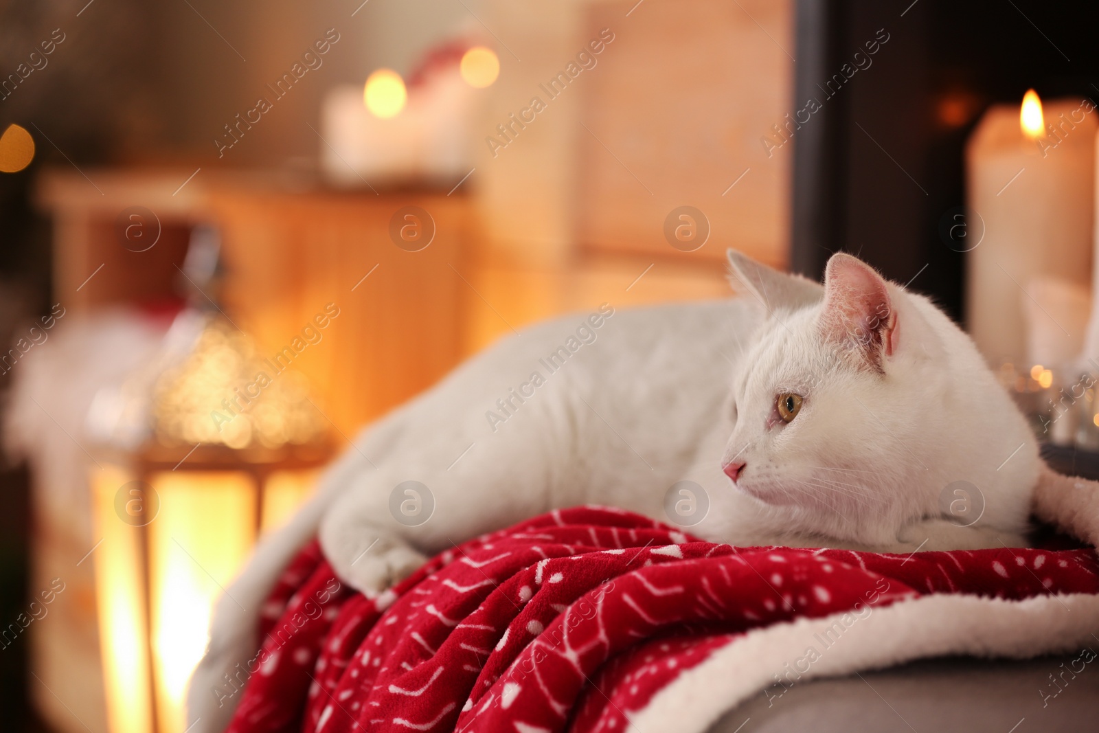 Photo of Cute white cat under blanket in room decorated for Christmas. Adorable pet