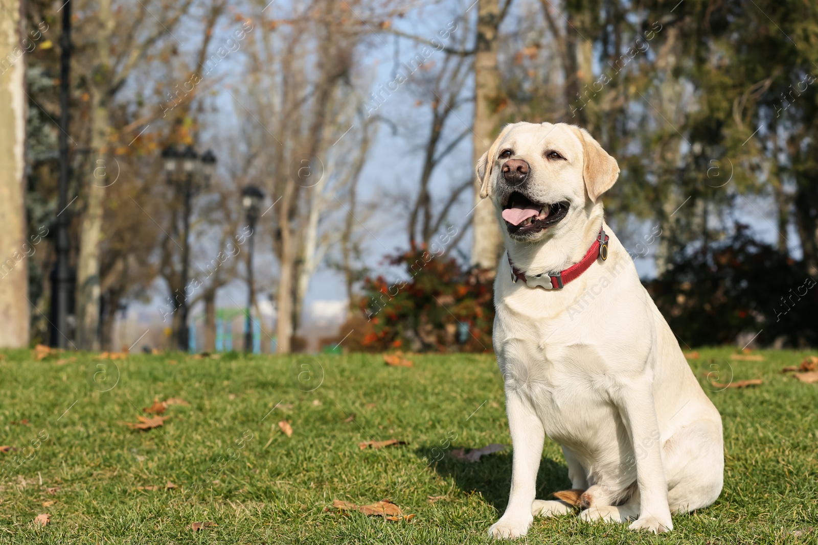 Photo of Yellow Labrador sitting in park on sunny day