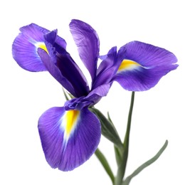 Beautiful violet iris flower isolated on white