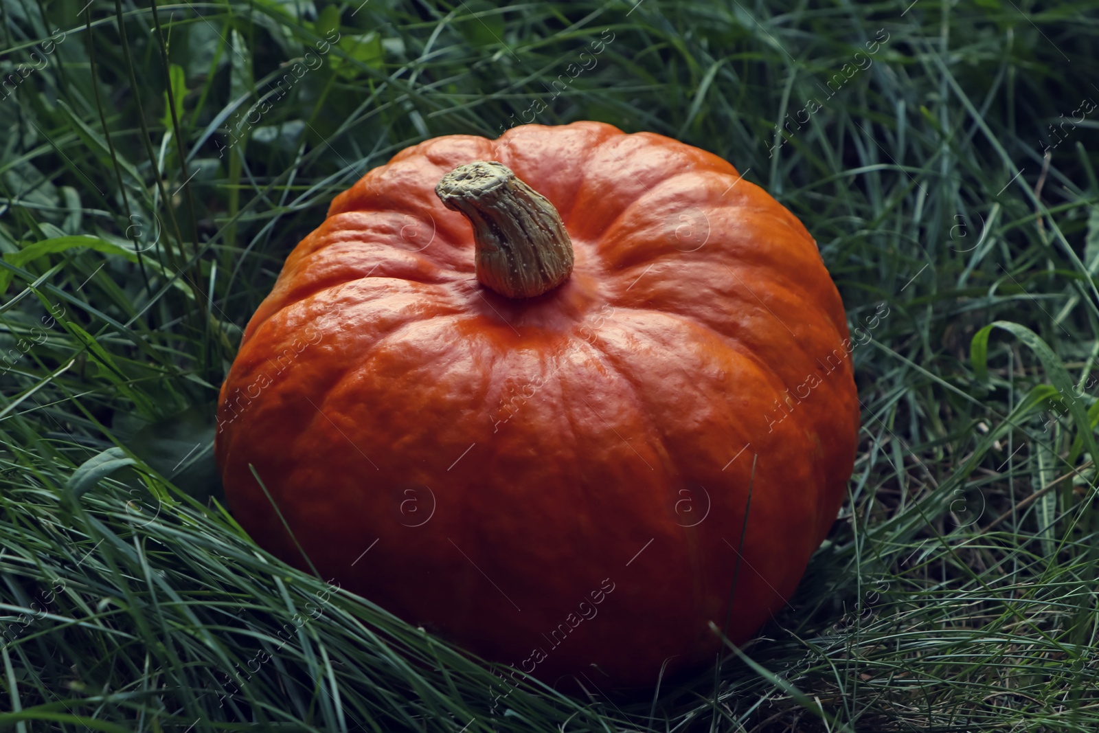 Photo of Ripe orange pumpkin among green grass outdoors, closeup