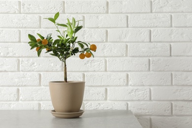 Photo of Potted citrus tree on table against brick wall. Space for text