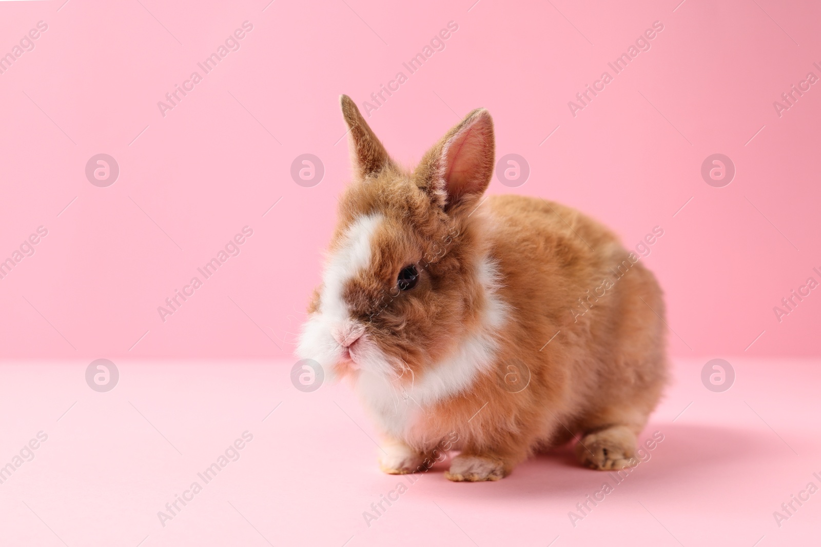 Photo of Cute little rabbit on pink background, space for text. Adorable pet