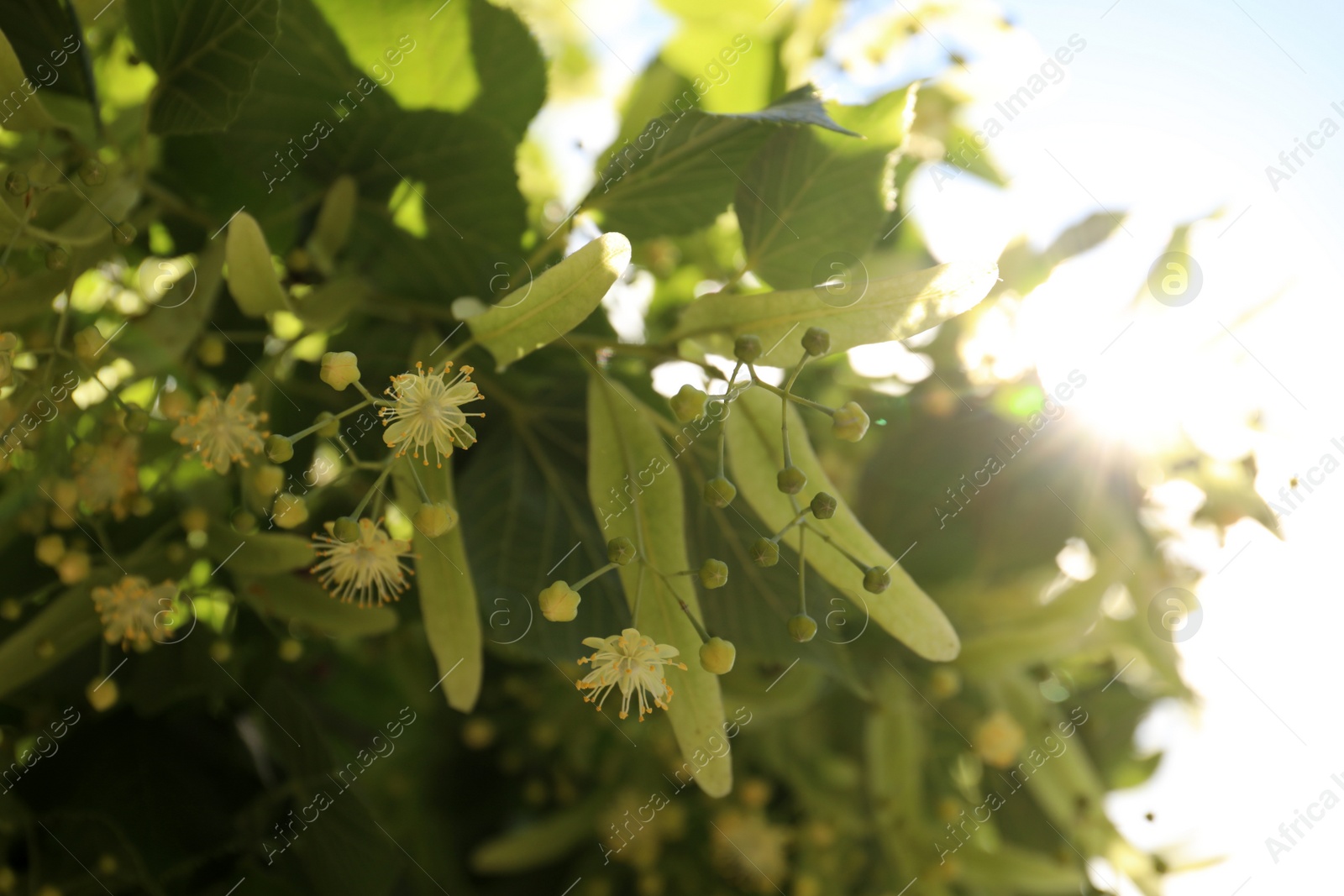 Photo of Green linden tree with fresh young leaves and blossom outdoors on sunny spring day, closeup