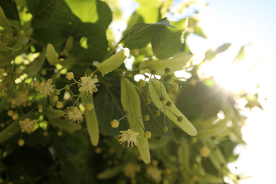 Photo of Green linden tree with fresh young leaves and blossom outdoors on sunny spring day, closeup