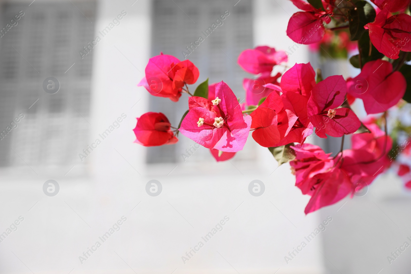 Photo of Tree branch with beautiful pink flowers on blurred background, closeup