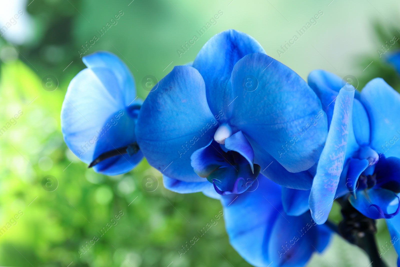 Photo of Beautiful tropical orchid flowers on blurred background, closeup