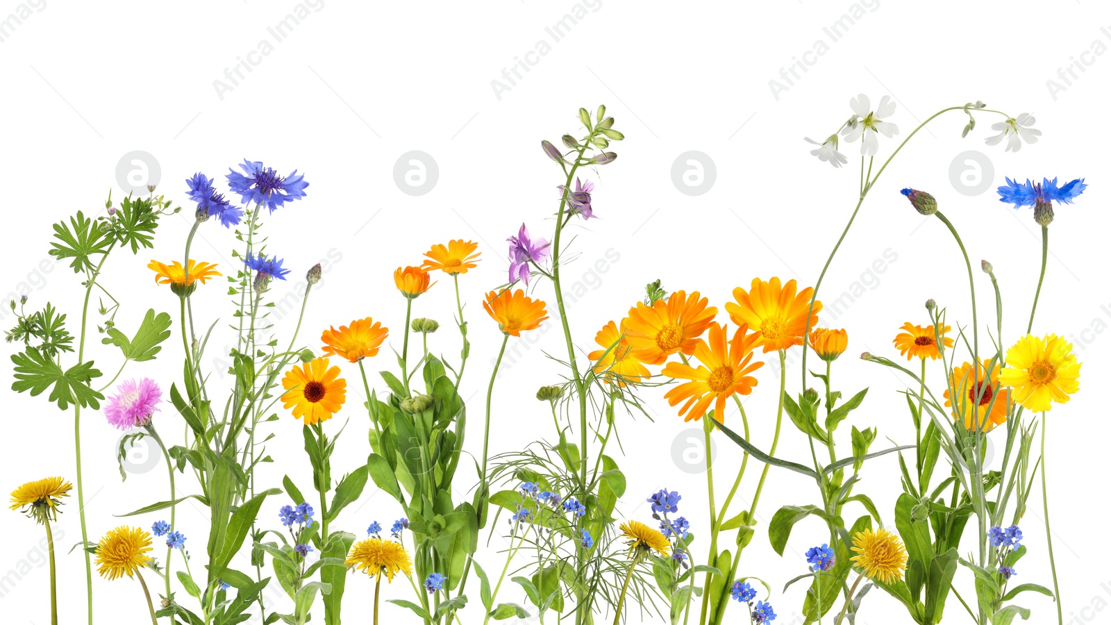 Image of Colorful meadow flowers on white background, banner design