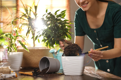Photo of Young woman potting ficus plant at home, closeup. Engaging hobby