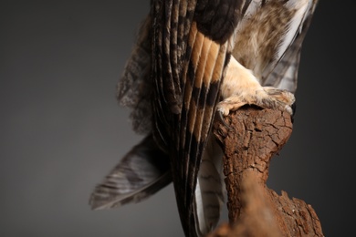 Beautiful eagle owl on tree against grey background, closeup. Predatory bird