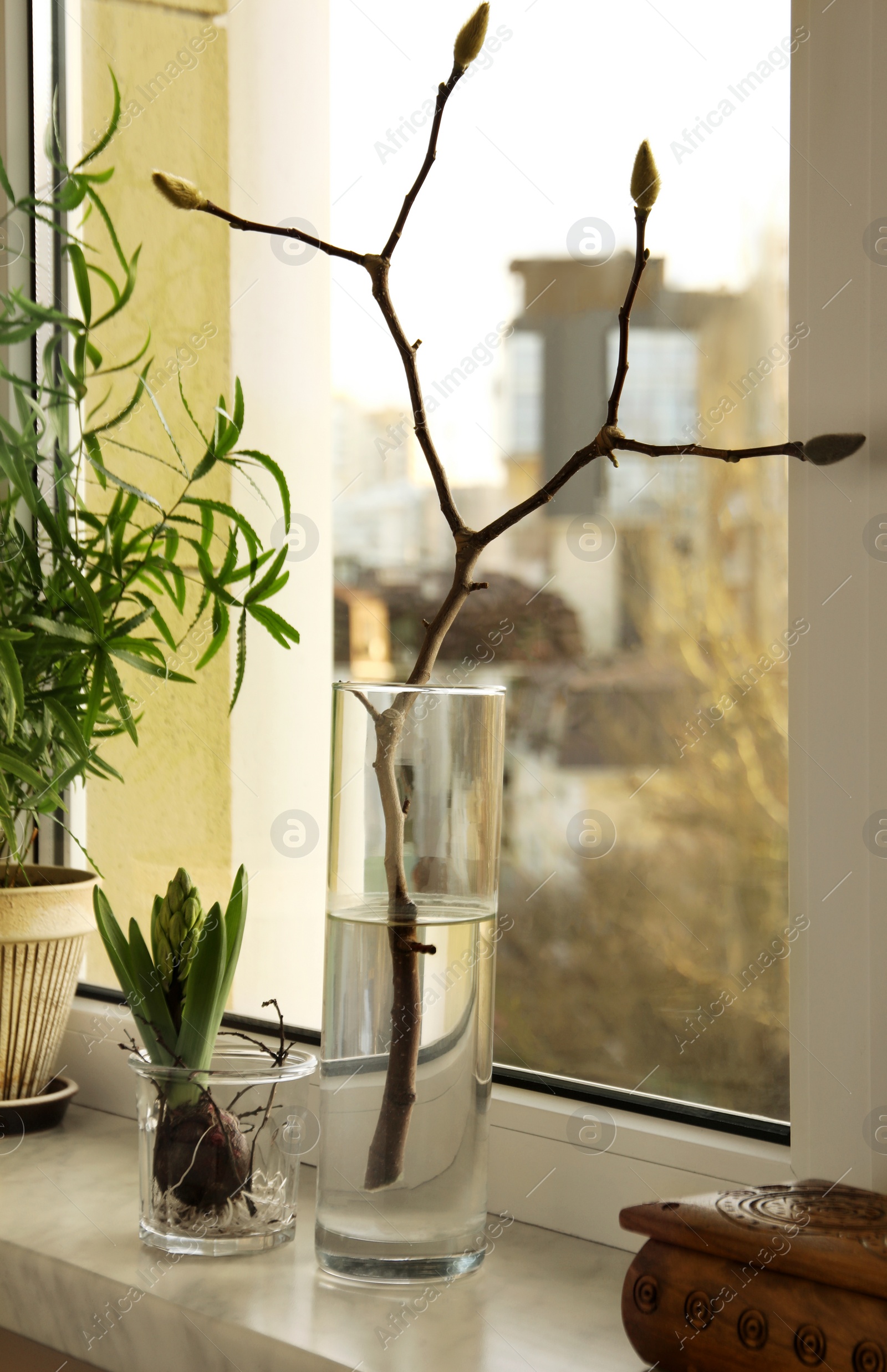 Photo of Beautiful hyacinth flower, tree branch with buds and houseplant on window sill indoors. Spring time