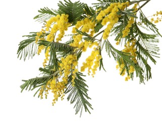 Beautiful mimosa plant with yellow flowers isolated on white