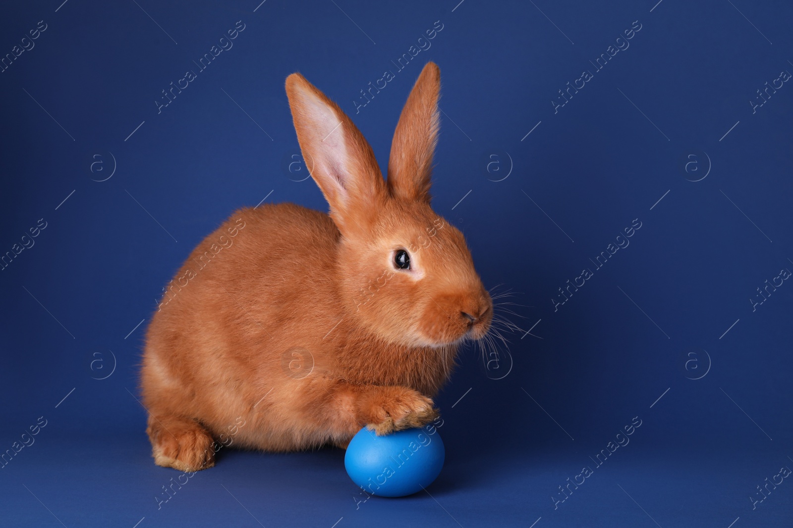 Photo of Cute bunny and Easter egg on blue background, space for text