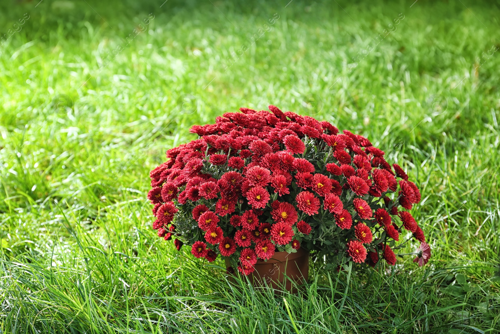 Photo of Beautiful colorful chrysanthemum flowers on green grass