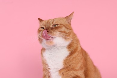 Cute cat licking itself on pink background