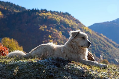 Photo of Adorable dog in mountains on sunny day