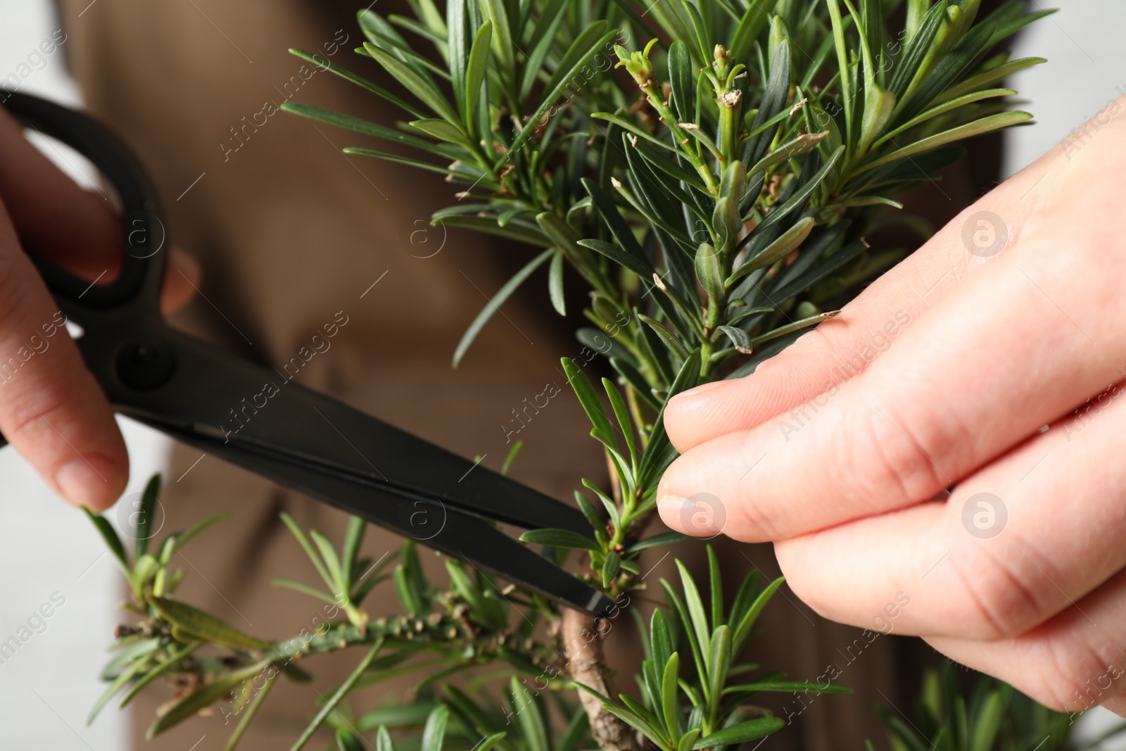 Photo of Woman trimming Japanese bonsai plant, closeup. Creating zen atmosphere at home