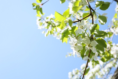 Photo of Closeup view of blooming spring tree against blue sky on sunny day. Space for text