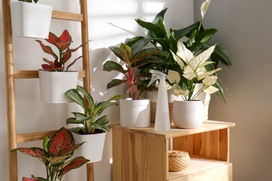 Exotic houseplants with beautiful leaves and decorative ladder near light wall indoors