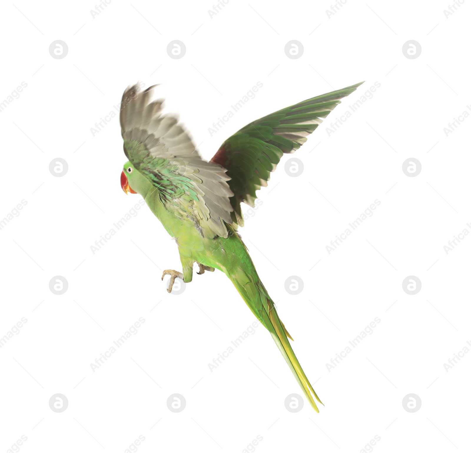 Photo of Beautiful Alexandrine parakeet flying isolated on white