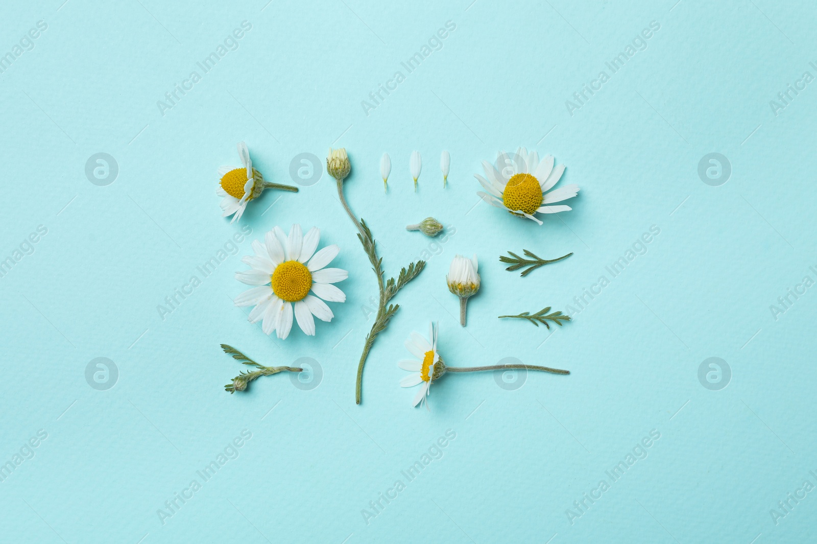 Photo of Flat lay composition with beautiful chamomiles on light blue background