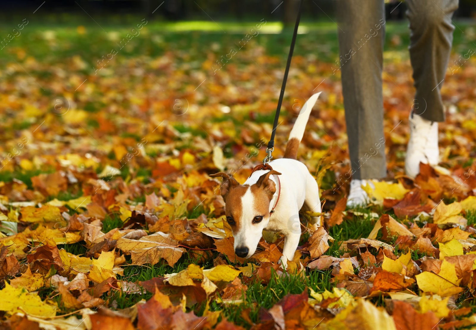 Photo of Man with adorable Jack Russell Terrier in autumn park, closeup. Dog walking