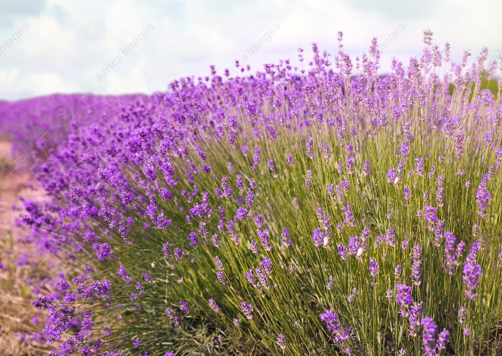 Photo of Beautiful lavender flowers growing in spring field