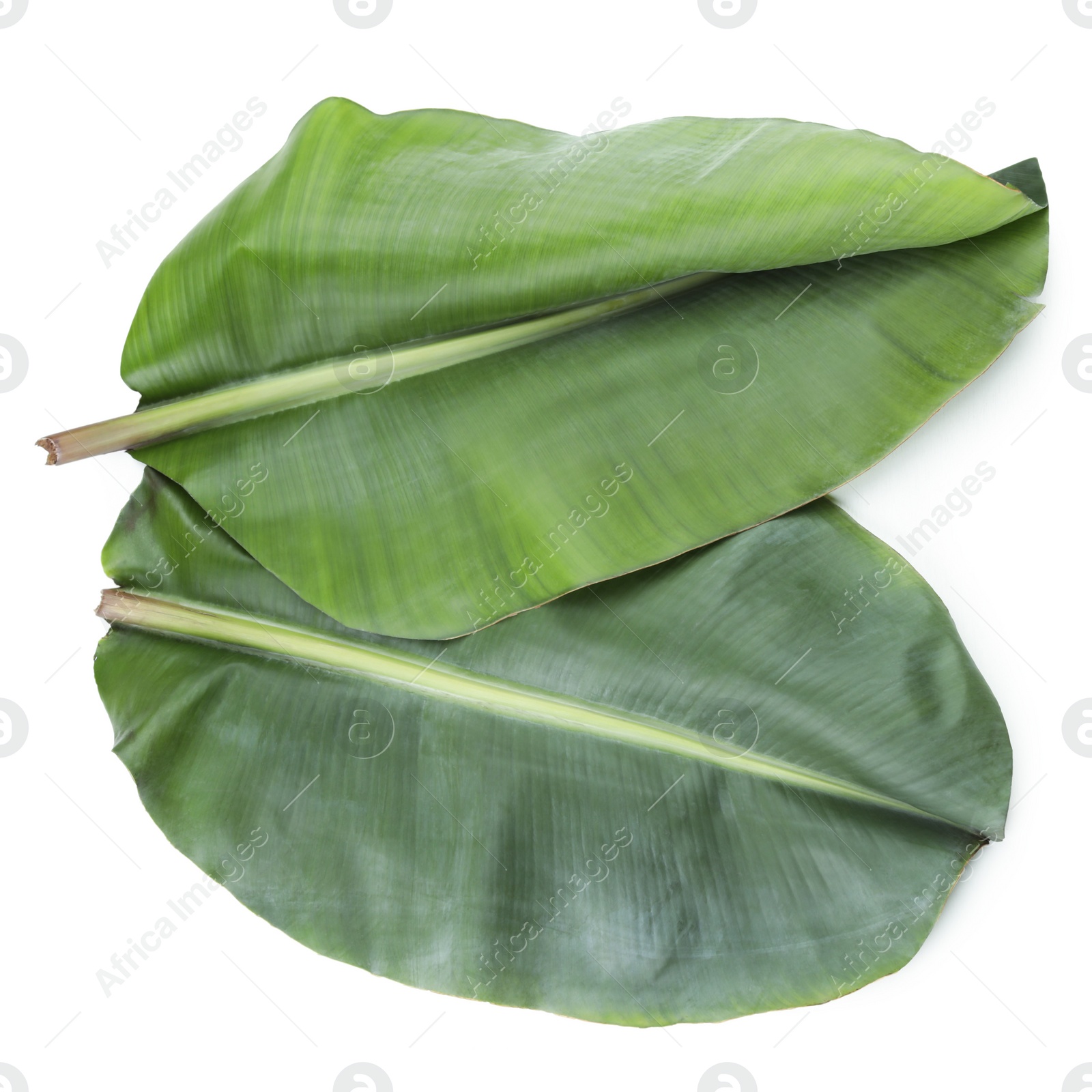 Photo of Fresh green banana leaves on white background, top view. Tropical foliage