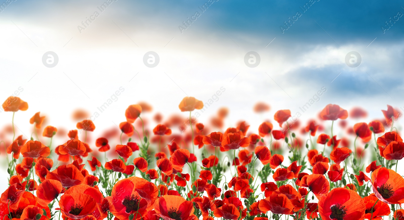 Image of Beautiful red poppy flowers under blue sky with clouds, banner design