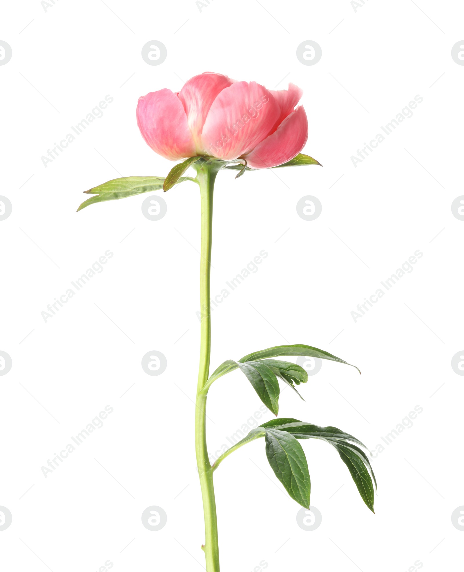 Photo of Beautiful blooming pink peony isolated on white