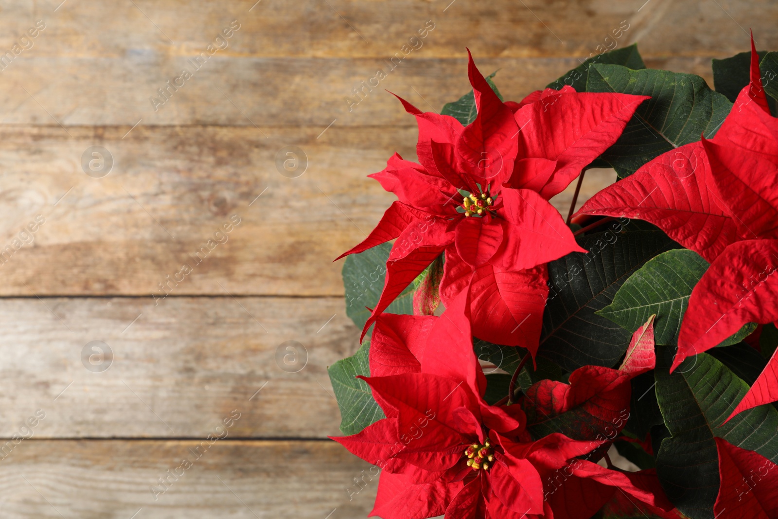 Photo of Poinsettia (traditional Christmas flower) on wooden table, top view. Space for text