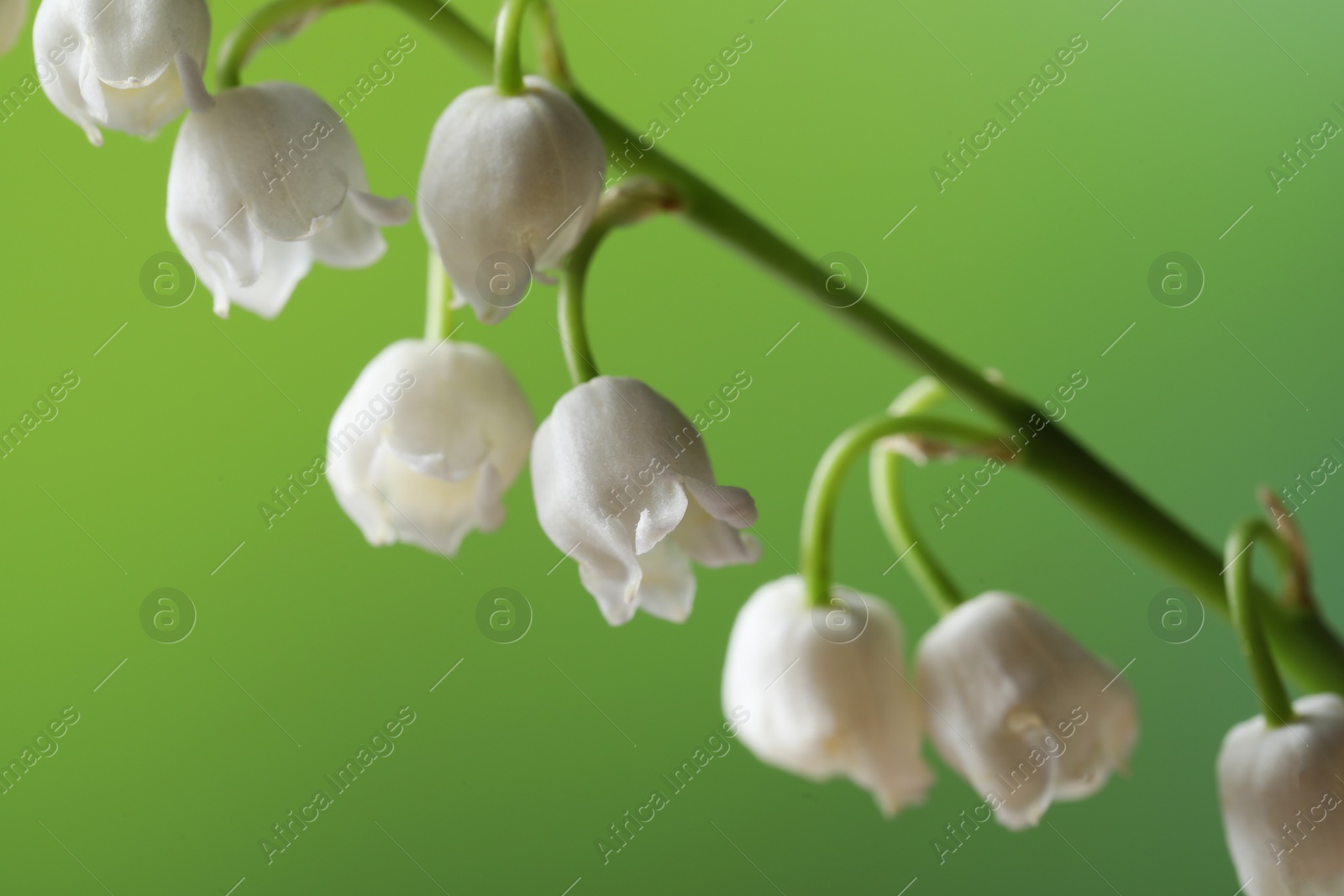 Photo of Beautiful lily of the valley flower on blurred green background, closeup