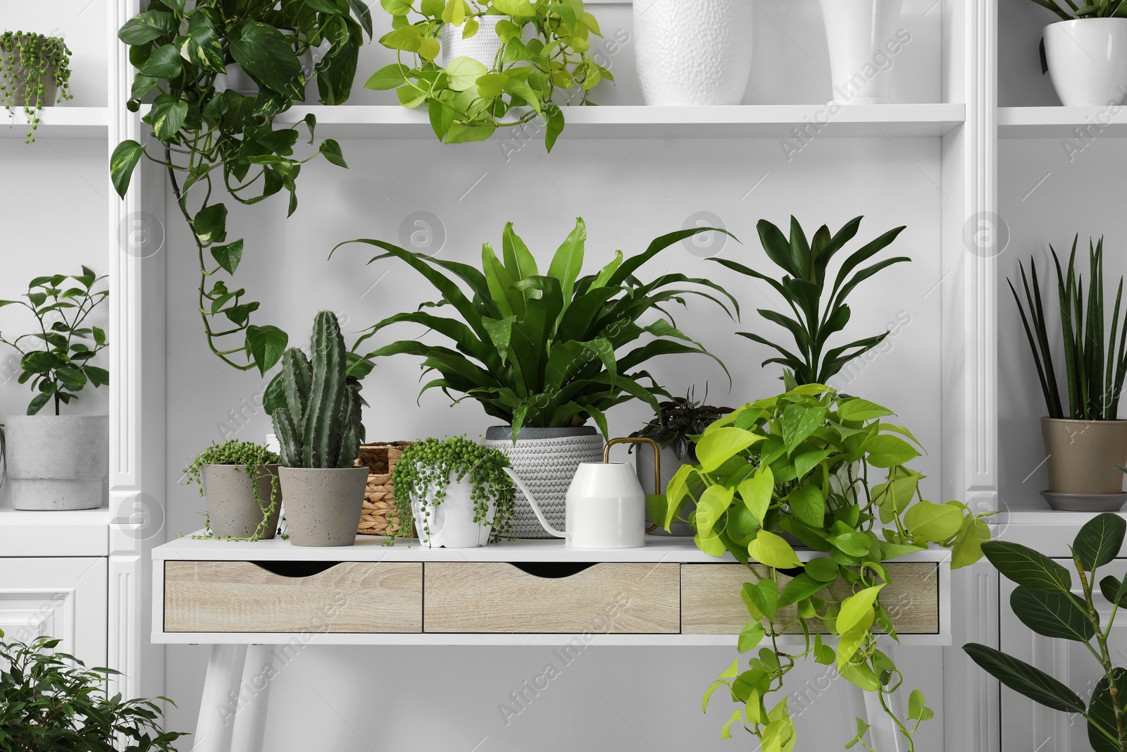 Photo of Green potted houseplants on table and shelves near white wall