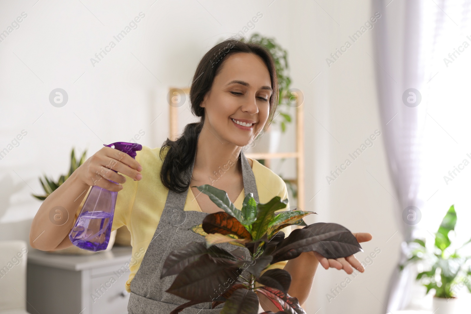 Photo of Mature woman spraying houseplant at home. Engaging hobby