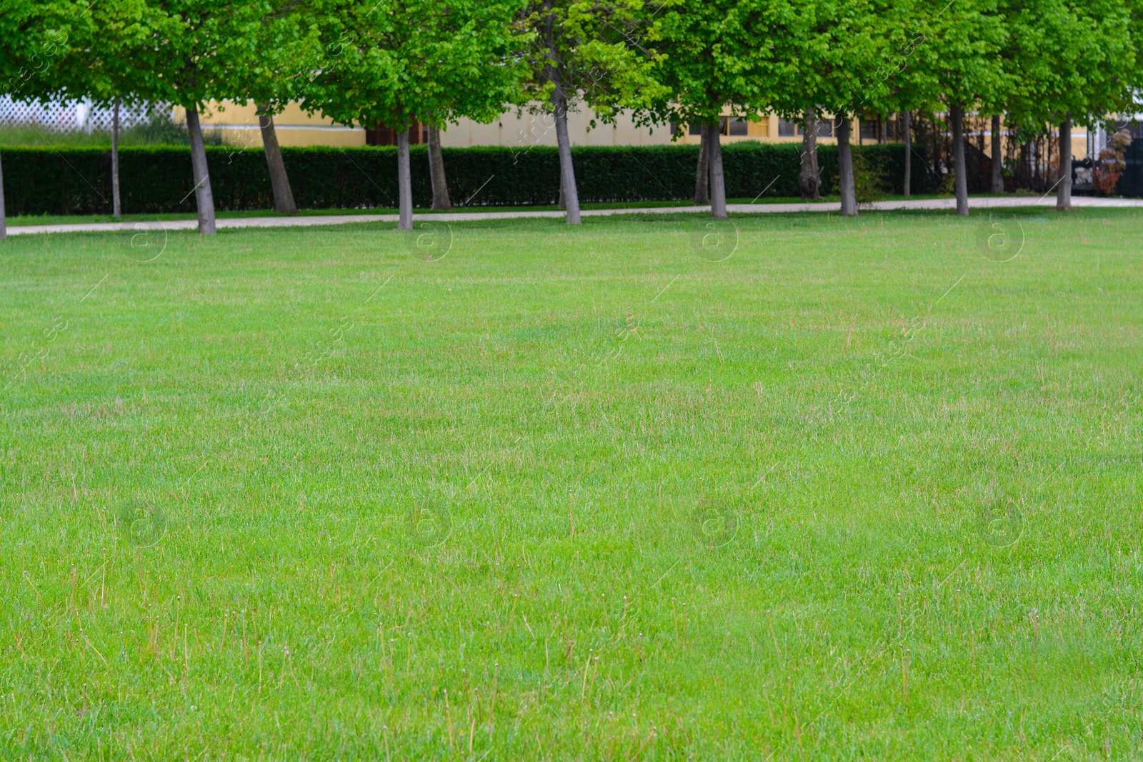 Photo of Green lawn with fresh grass, trees and bushes outdoors