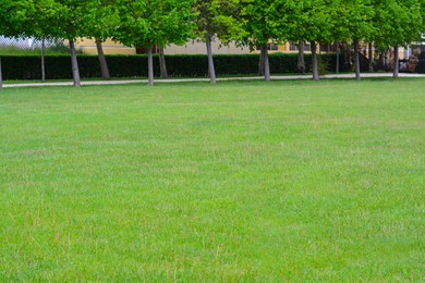 Photo of Green lawn with fresh grass, trees and bushes outdoors