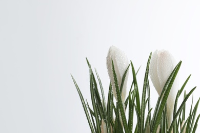 Beautiful crocuses with dew drops on white background. Space for text