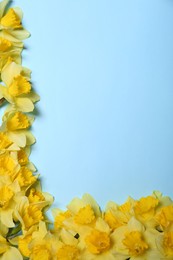 Beautiful yellow daffodils on light blue background, flat lay. Space for text