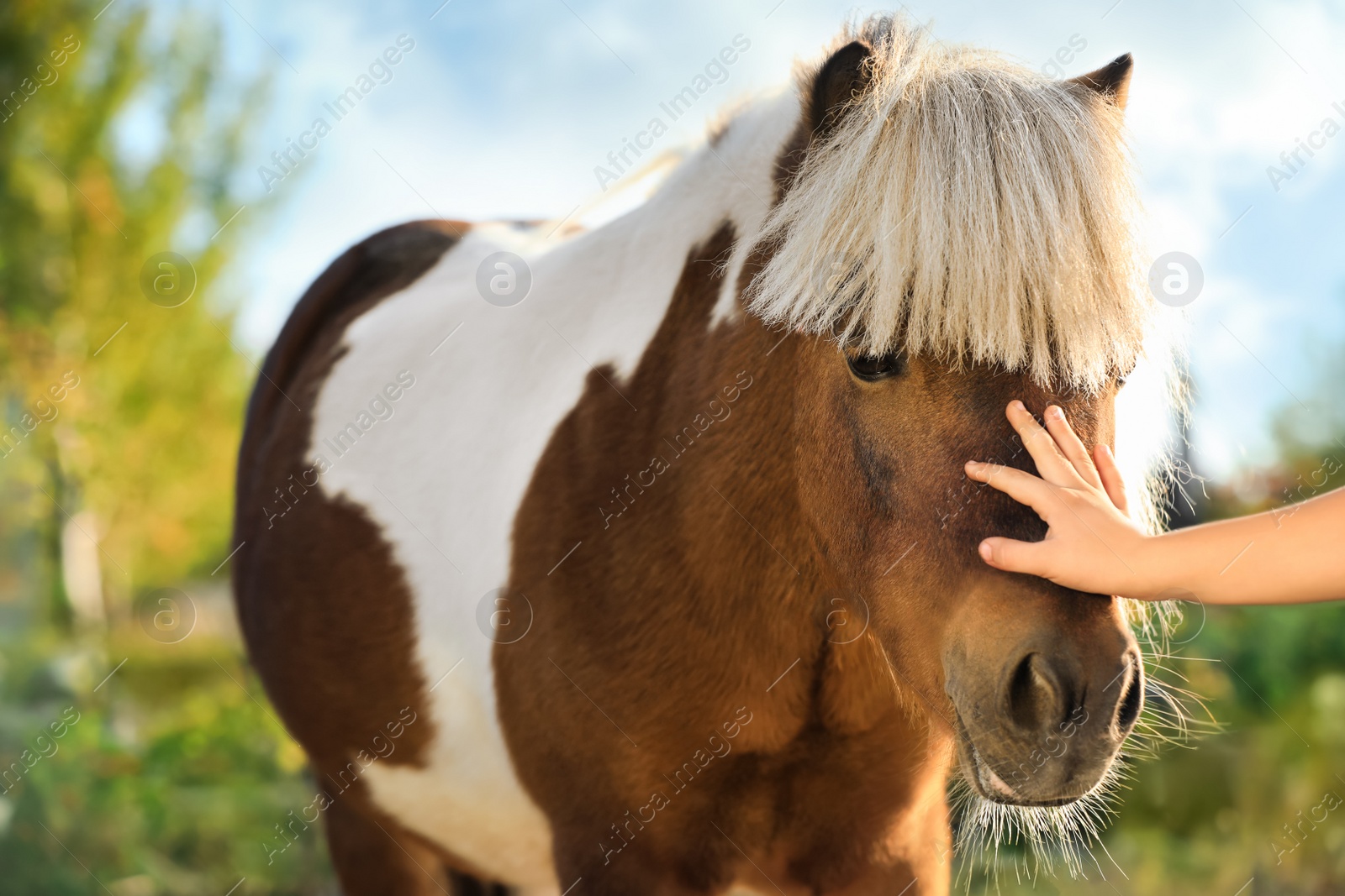 Image of Little child stroking cute pony outdoors on sunny day, closeup