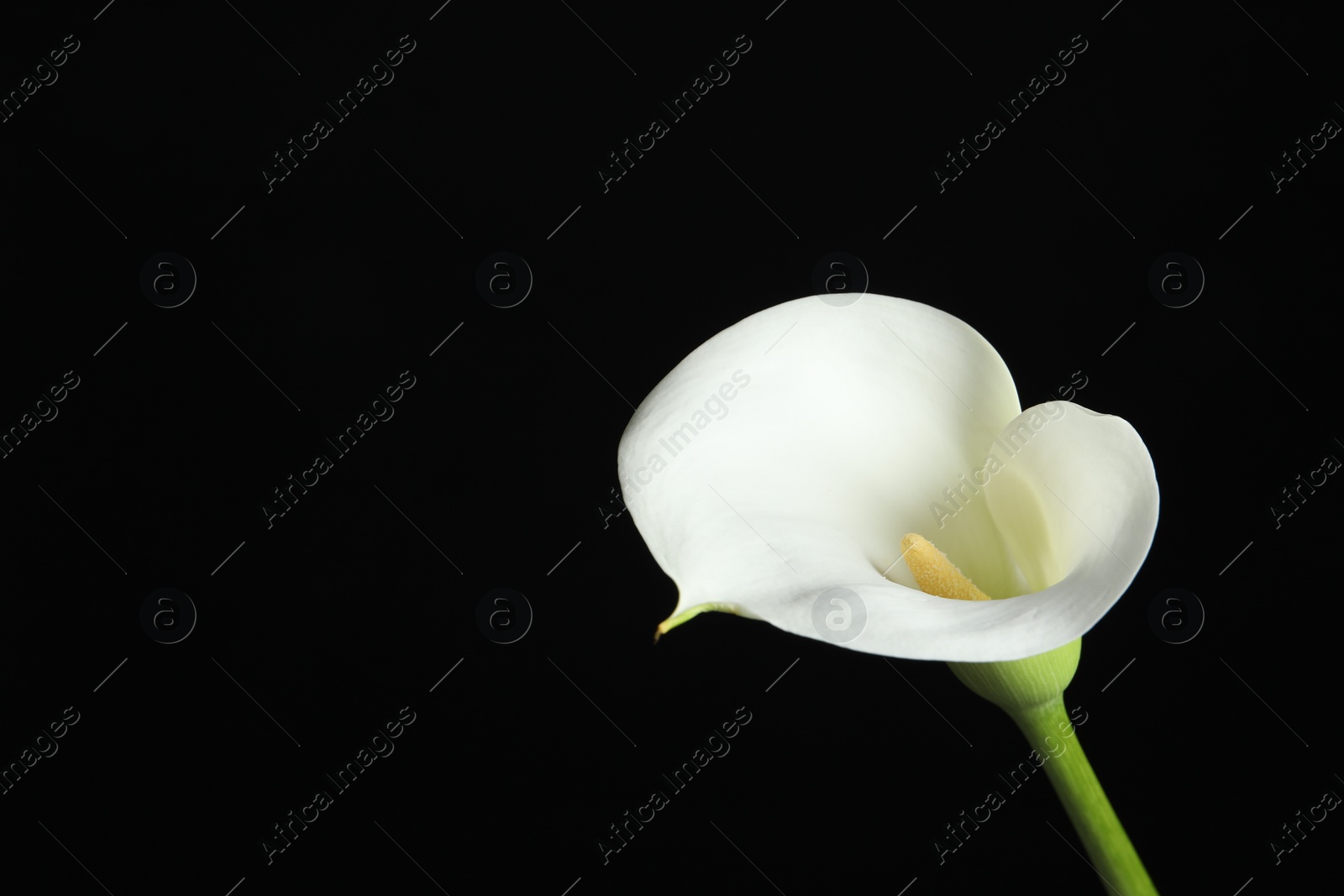 Photo of Beautiful calla lily flower on black background, closeup. Space for text