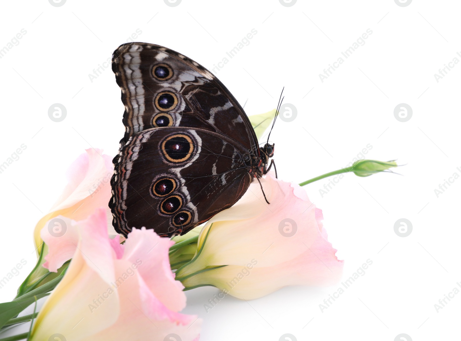 Photo of Beautiful common morpho butterfly sitting on eustoma flower against white background