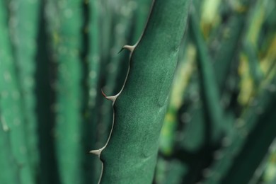 Photo of Closeup view of beautiful Agave leaf. Exotic plant