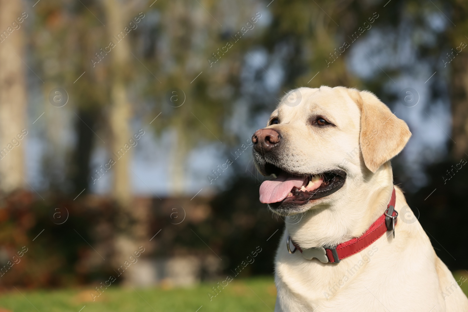 Photo of Yellow Labrador in park on sunny day. Space for text