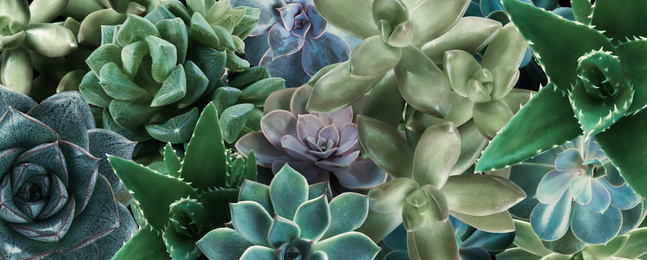 Image of Different beautiful succulents as background, top view. Banner design