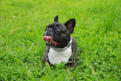 Photo of Funny walk. Cute French Bulldog lying on green grass