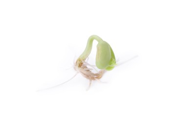 One sprouted kidney bean isolated on white