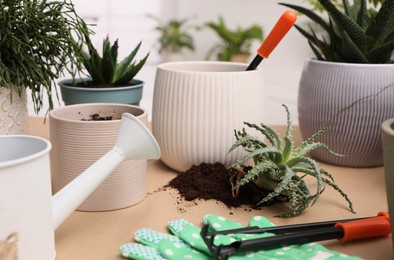 Photo of Beautiful houseplants and gardening tools on table